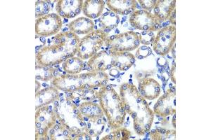 Immunohistochemistry of paraffin-embedded rat kidney using TMED10 Antibody. (TMED10 antibody)