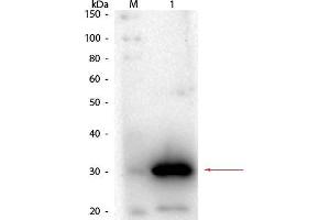 Western Blot of Goat anti-Carbonic Anhydrase I Antibody. (CA1 antibody)