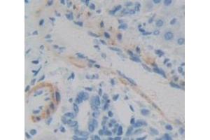 IHC-P analysis of Rat Tissue, with DAB staining. (IFNA5 antibody  (AA 24-189))
