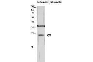 Western Blotting (WB) image for anti-QM (N-Term) antibody (ABIN3177058) (QM (N-Term) antibody)