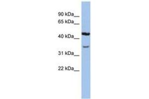 Image no. 1 for anti-Potassium Channel, Subfamily K, Member 4 (KCNK4) (N-Term) antibody (ABIN6742571) (KCNK4 antibody  (N-Term))