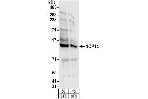anti-NOP14 Nucleolar Protein (Nop14) (AA 750-800) antibody