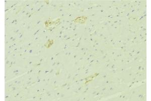ABIN6276454 at 1/100 staining Mouse liver tissue by IHC-P. (SERPINA3 antibody)