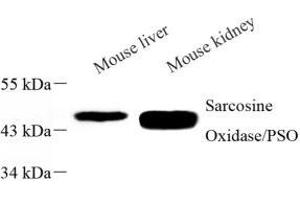 Western blot analysis of PIPOX (ABIN7075084) at dilution of 1: 1000 (PIPOX antibody)