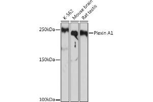 Western blot analysis of extracts of various cell lines, using Plexin  Rabbit mAb (ABIN7269421) at 1:1000 dilution. (Plexin A1 antibody)