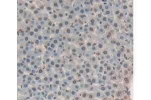 Used in DAB staining on fromalin fixed paraffin- embedded liver tissue (THYN1 antibody  (AA 1-226))