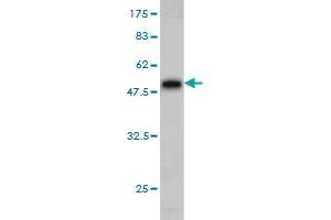 Western Blot detection against Immunogen (46. (NKIRAS2 antibody  (AA 1-191))