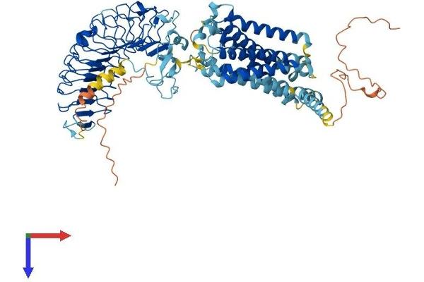RXFP1 Protein (AA 1-757) (His tag)