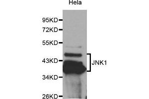 Western Blotting (WB) image for anti-Mitogen-Activated Protein Kinase 8 (MAPK8) (AA 245-345) antibody (ABIN3020887) (JNK antibody  (AA 245-345))