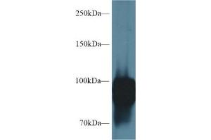 Western blot analysis of Rat Lung lysate, using Rat POSTN Antibody (1 µg/ml) and HRP-conjugated Goat Anti-Rabbit antibody ( (Periostin antibody  (AA 659-810))