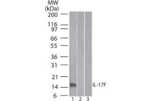 Image no. 2 for anti-Interleukin 17F (IL17F) antibody (ABIN959919) (IL17F antibody)