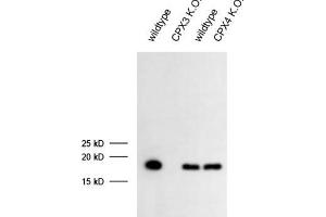 CPLX3 antibody