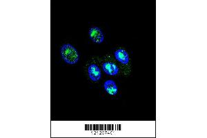 Confocal immunofluorescent analysis of FOXP2 Antibody with HepG2 cell followed by Alexa Fluor 488-conjugated goat anti-rabbit lgG (green). (FOXP2 antibody  (C-Term))