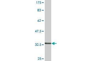 Western Blot detection against Immunogen (36. (PCDHB1 antibody  (AA 241-340))