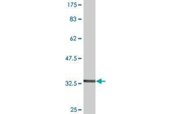 PCDHB1 antibody  (AA 241-340)