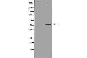 Western blot analysis of extracts from 3T3 cells using CPE antibody. (CPE antibody  (Internal Region))