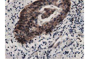 Immunohistochemistry (IHC) image for anti-DnaJ (Hsp40) Homolog, Subfamily A, Member 2 (DNAJA2) antibody (ABIN1497861) (DNAJA2 antibody)