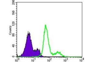 Flow cytometric analysis of Lovo cells using PDK1 mouse mAb (green) and negative control (purple). (PDPK1 antibody)