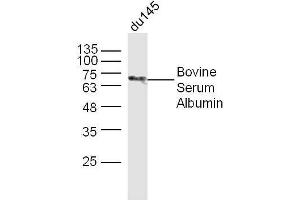 Du145 Cell lysates probed with BSA Polyclonal Antibody, unconjugated  at 1:300 overnight at 4°C followed by a conjugated secondary antibody at 1:10000 for 60 minutes at 37°C. (BSA antibody)