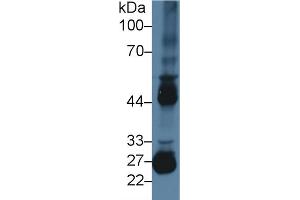 Western blot analysis of Mouse Testis lysate, using Mouse MMP10 Antibody (2 µg/ml) and HRP-conjugated Goat Anti-Rabbit antibody ( (MMP10 antibody  (AA 154-472))