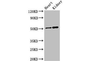 Western Blot Positive WB detected in: Mouse heart tissue, Mouse kidney tissue All lanes: SIGLEC7 antibody at 3 μg/mL Secondary Goat polyclonal to rabbit IgG at 1/50000 dilution Predicted band size: 52, 42, 17 kDa Observed band size: 52 kDa (SIGLEC7 antibody  (AA 377-467))