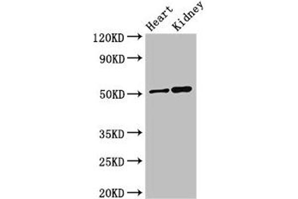 SIGLEC7 antibody  (AA 377-467)
