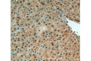 IHC-P analysis of Liver Tissue, with DAB staining. (MIF antibody  (AA 3-111))