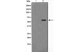Western blot analysis of extracts of HT-29 cell line,usingPAK4antibody
