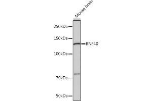 Western blot analysis of extracts of Mouse brain, using RNF40 Rabbit mAb (ABIN7270074) at 1:1000 dilution. (RNF40 antibody)