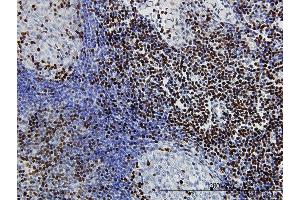 Immunoperoxidase of monoclonal antibody to TCF7 on formalin-fixed paraffin-embedded human lymph node. (TCF7 antibody  (AA 287-384))