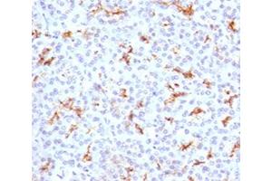 IHC testing of FFPE human pancreas with CFTR antibody (clone CFTR1-1). (CFTR antibody)