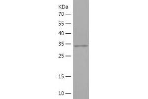 Western Blotting (WB) image for Interferon Regulatory Factor 1 (IRF1) (AA 1-325) protein (His-IF2DI Tag) (ABIN7123493) (IRF1 Protein (AA 1-325) (His-IF2DI Tag))