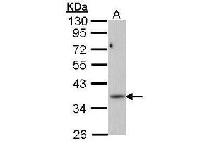 PRPS1L1 antibody