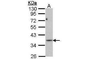 WB Image Sample (30 ug of whole cell lysate) A: Molt-4 , 10% SDS PAGE antibody diluted at 1:1000 (PRPS1L1 antibody)