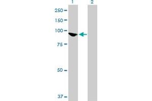 Western Blot analysis of INPP5B expression in transfected 293T cell line by INPP5B MaxPab polyclonal antibody.