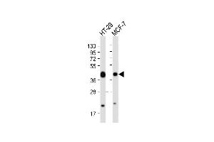 All lanes : Anti-EPC Antibody (N-term) at 1:8000 dilution Lane 1: HT-29 whole cell lysate Lane 2: MCF-7 whole cell lysate Lysates/proteins at 20 μg per lane. (EpCAM antibody  (AA 59-86))