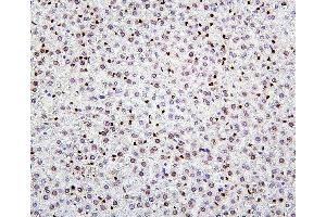 IHC analysis of H1F0 using anti-H1F0 antibody (ABIN7600521). (Histone H1 antibody  (AA 20-159))