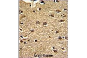 Formalin-fixed and paraffin-embedded human brain tissue reacted with CLU Antibody (C-term), which was peroxidase-conjugated to the secondary antibody, followed by DAB staining. (CLUAP1 antibody  (C-Term))
