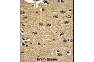 Formalin-fixed and paraffin-embedded human brain tissue reacted with CLU Antibody (C-term), which was peroxidase-conjugated to the secondary antibody, followed by DAB staining.