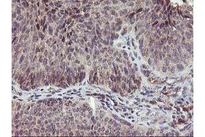 Image no. 2 for anti-Phenylethanolamine N-Methyltransferase (PNMT) antibody (ABIN1500315) (PNMT antibody)