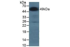 Figure. (GLA antibody  (AA 81-429))