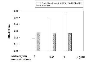 Hela cells were stimulated by different concentrations of anisomycin for 1 hour at 37 °C (ERK1/2, JNK, p38 MAPK ELISA Kit)