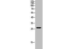 Western Blot analysis of mouse-kidney cells using Antibody diluted at 500. (MBL2 antibody  (AA 21-70))