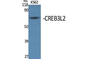 Western Blot (WB) analysis of specific cells using CREB3L2 Polyclonal Antibody. (CREB3L2 antibody  (Internal Region))