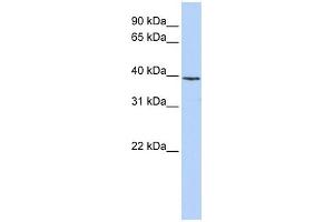 H2AFY antibody used at 1 ug/ml to detect target protein. (H2AFY antibody  (N-Term))