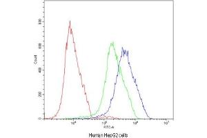 Flow cytometry testing of human HepG2 cells with ATF2 antibody at 1ug/10^6 cells (blocked with goat sera) (ATF2 antibody  (AA 93-450))
