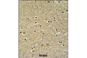 BHLHB5 Antibody IHC analysis in formalin fixed and paraffin embedded human brain tissue followed by peroxidase conjugation of the secondary antibody and DAB staining.