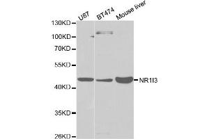 Western Blotting (WB) image for anti-Nuclear Receptor Subfamily 1, Group I, Member 3 (NR1I3) antibody (ABIN1875424) (NR1I3 antibody)