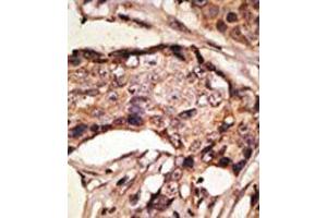 Image no. 1 for anti-Sialic Acid Binding Ig-Like Lectin 9 (SIGLEC9) (C-Term) antibody (ABIN357151) (SIGLEC9 antibody  (C-Term))