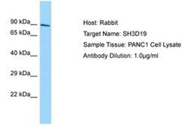 SH3D19抗体（AA 610-659）